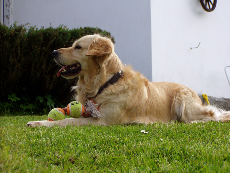 Soubor:Zlaty retrivr.jpg