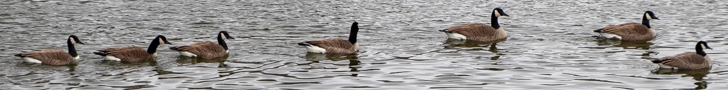 Geese Nature pic-728-Flickr.jpg