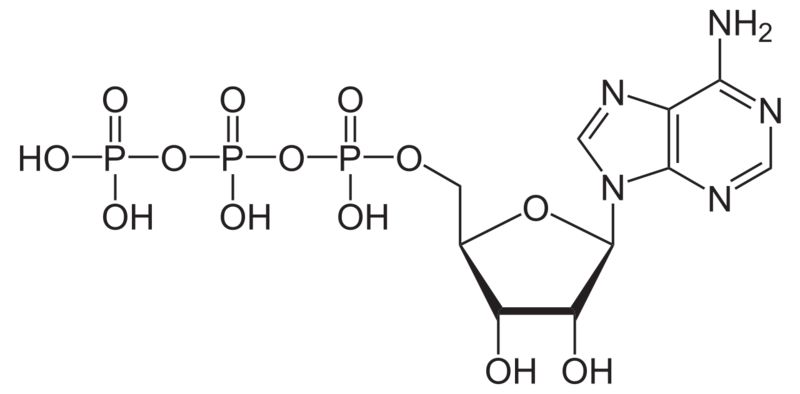 Soubor:Adenosintriphosphat protoniert.png