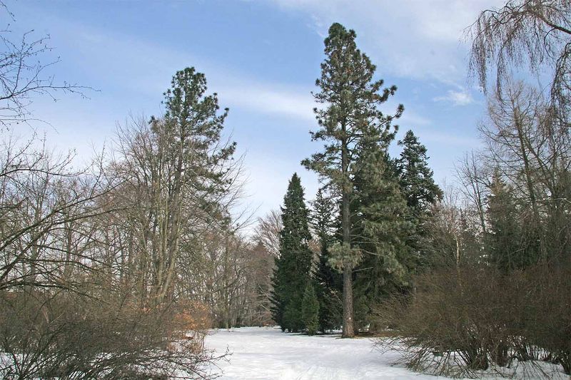 Soubor:Arboretum Vysoké Chvojno2.jpg