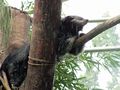 Arctictis binturong03.jpg