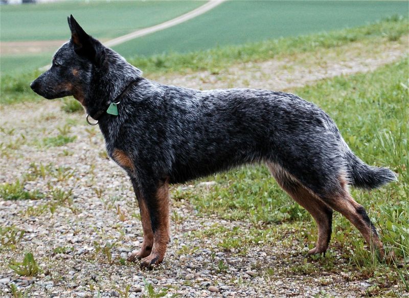 Soubor:Australian Cattle Dog Naava.jpg