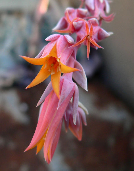 Soubor:Echeveria runyonii 2.jpg