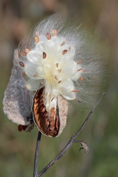 Soubor:Milkweed-in-seed2.jpg