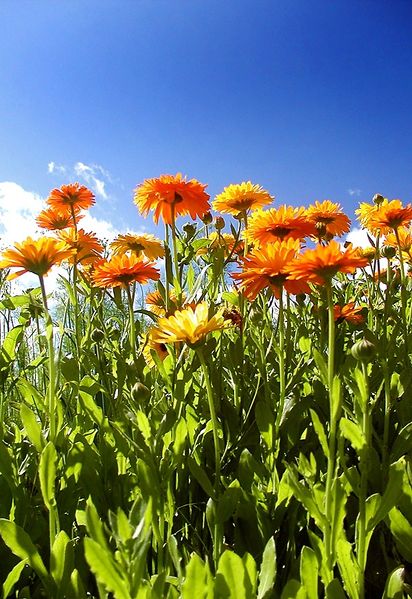 Soubor:Calendula officinalis and sky.jpg