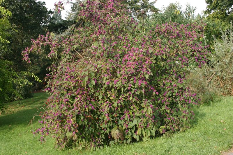 Soubor:Callicarpa-bodinieri-habit.jpg