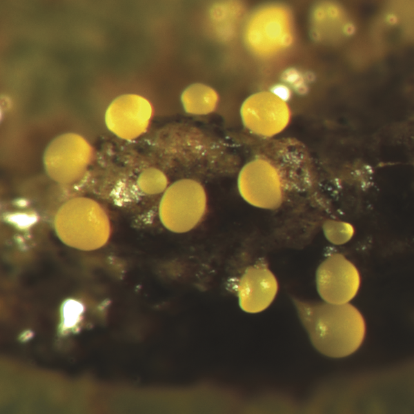 Soubor:Myxococcus xanthus.png