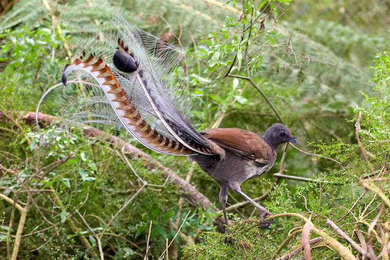 Soubor:Superb lyrbird in scrub-E.jpg