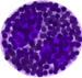 Basophil.png