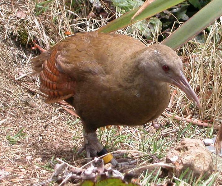 Soubor:Lord Howe Woodhen.jpg