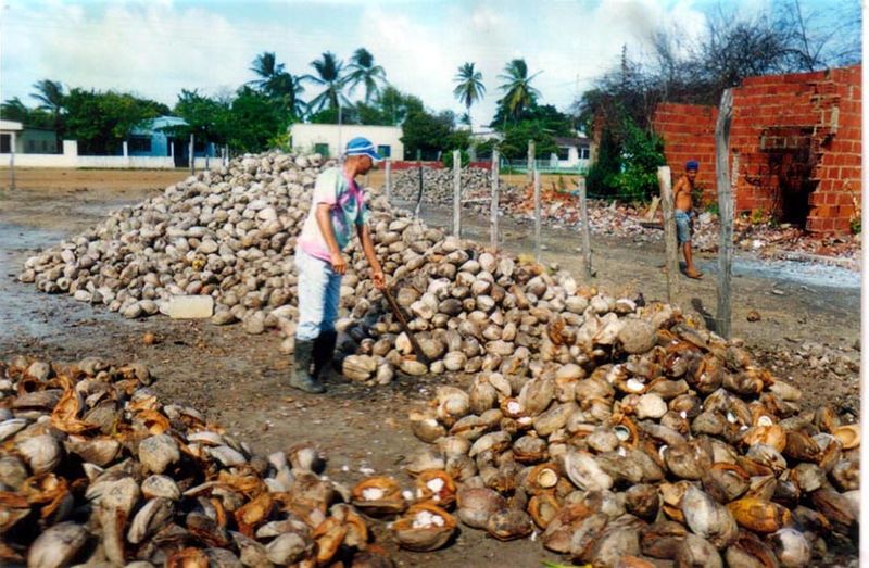 Soubor:Producción de Copra.jpg