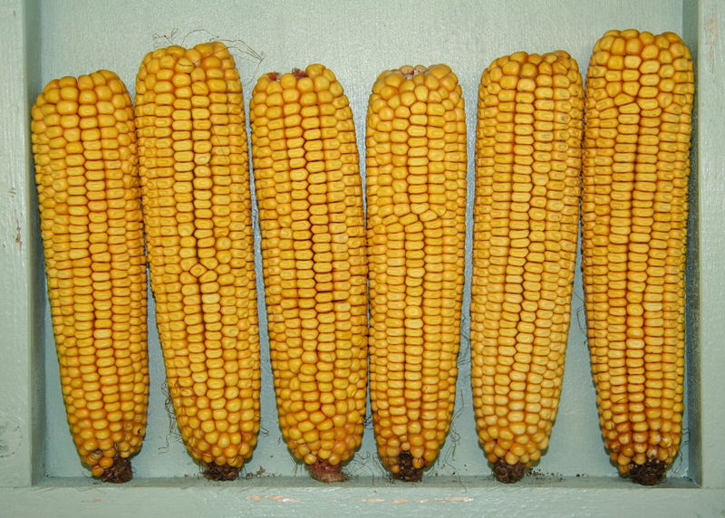 Soubor:YellowCorn.jpg