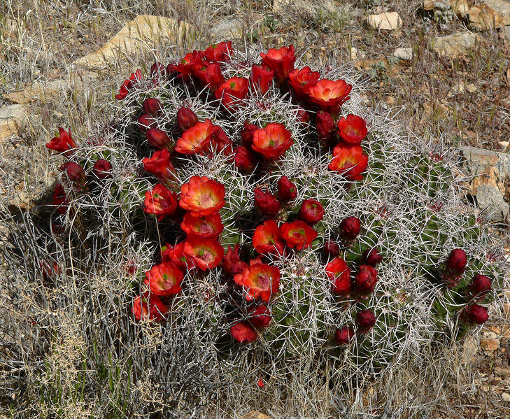 Soubor:Echinocereus triglochidiatus 16.jpg