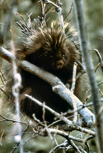 Soubor:Porcupine NPS11747.jpg