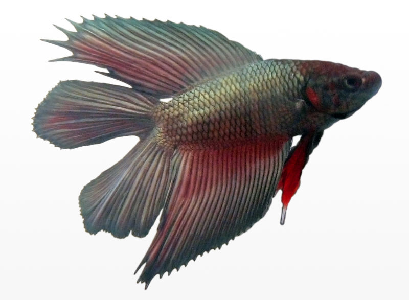 Soubor:Betta splendens male doubletail.jpg