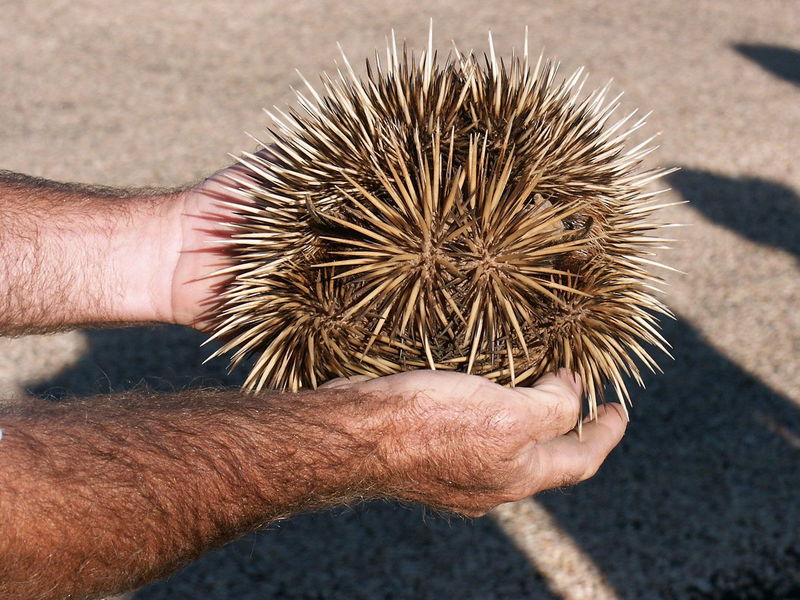 Soubor:Echidna, Exmouth.jpg