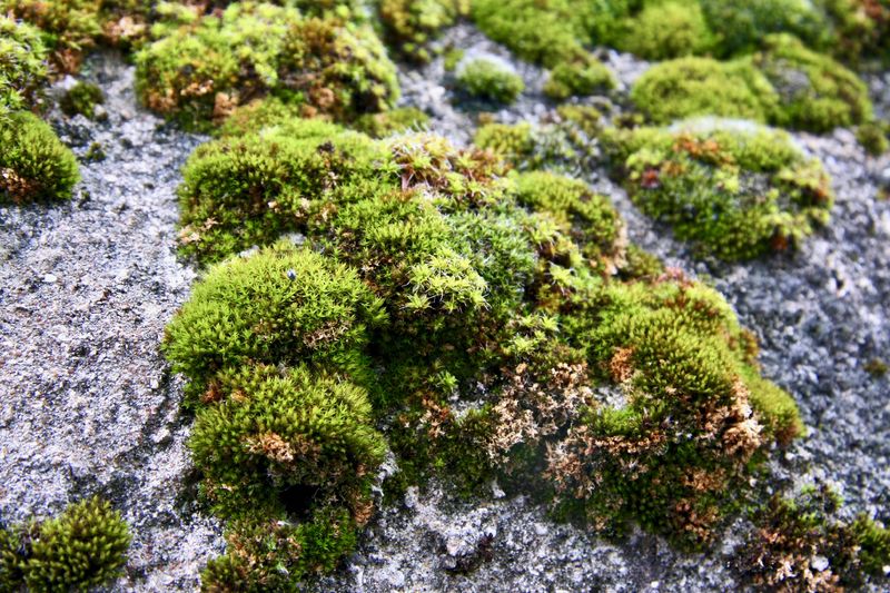 Soubor:MossOnConcreteWall.jpg