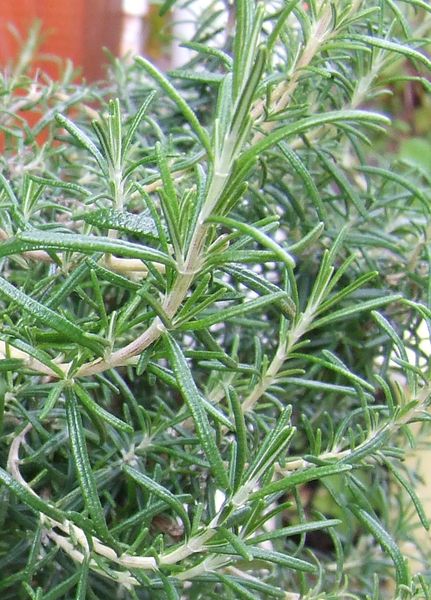 Soubor:Rosemary sprigs on bush.jpg