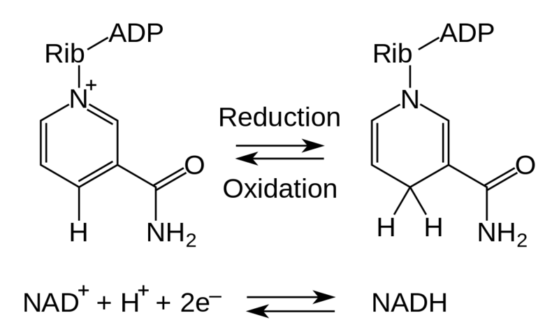 Soubor:NAD oxidation reduction.png