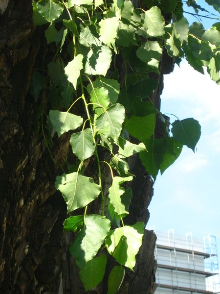 Soubor:Populus-nigra-08-VII-2007-082.jpg