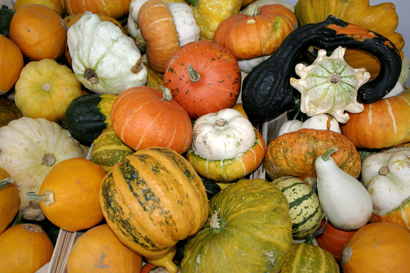 Soubor:- Pumpkins -.jpg