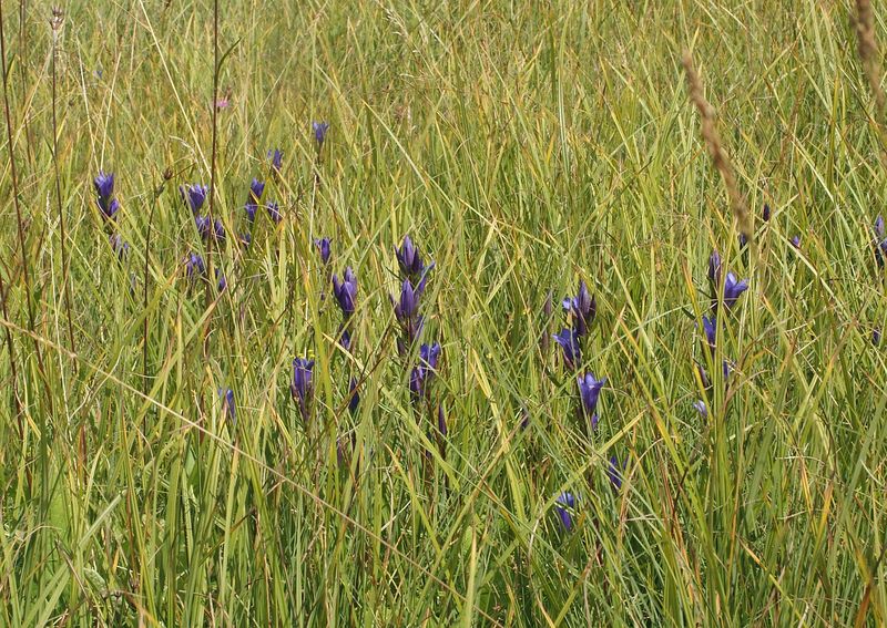 Soubor:Gentiana pneumonanthe 130805.jpg