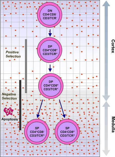 Soubor:Intrathymic T Cell Differentiation.JPG