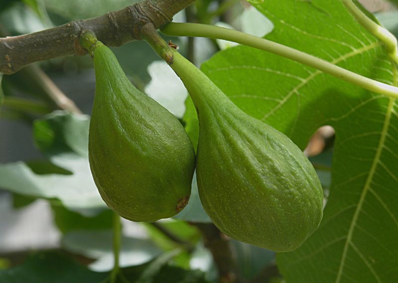 Soubor:Figs J1.JPG