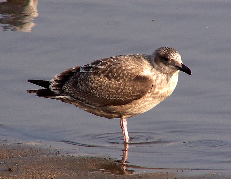 Soubor:Larus schistisagus1.jpg