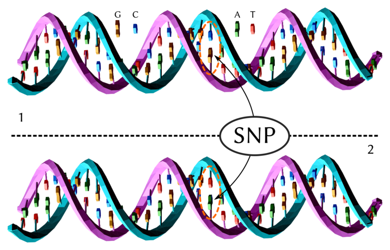 Soubor:Dna-SNP.png