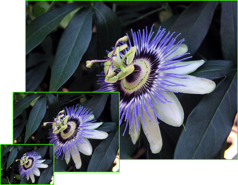 Soubor:PassionFlower x3.jpg