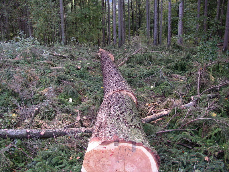 Soubor:Pokácený modřín opadavý.JPG