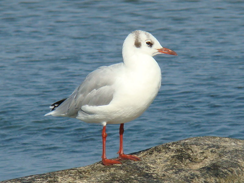 Soubor:Black-headed Gull-Mindaugas Urbonas-8.jpg