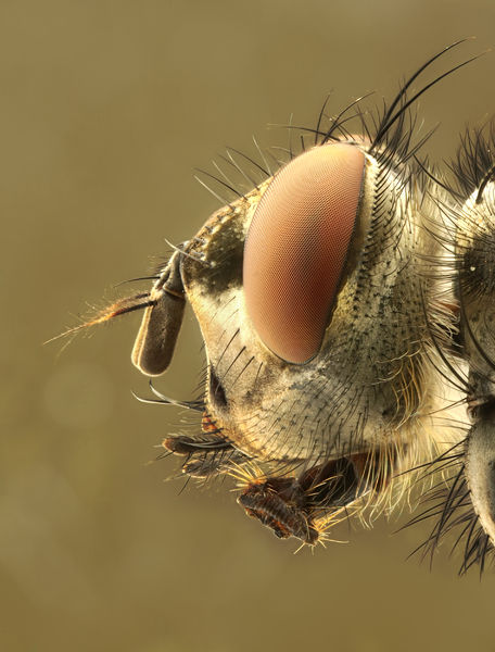 Soubor:Caliphrodae head.jpg