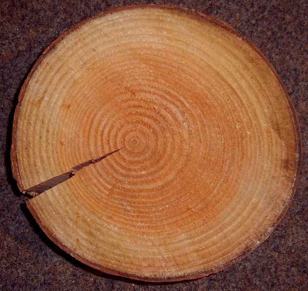 Soubor:Pseudotsuga menziesii crosssection.jpg