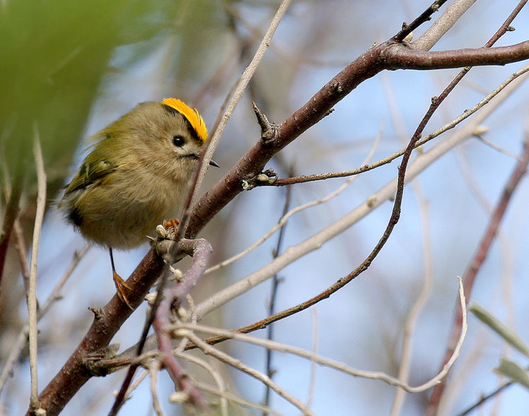 Soubor:Regulus regulus -Vendee, France-8.jpg