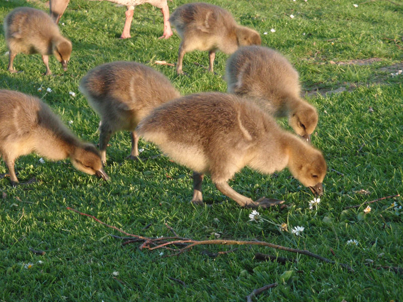 Soubor:Greylag goose young 5.jpg