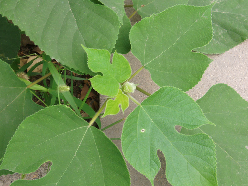 Soubor:BroussonetiaPapyrifera.jpg