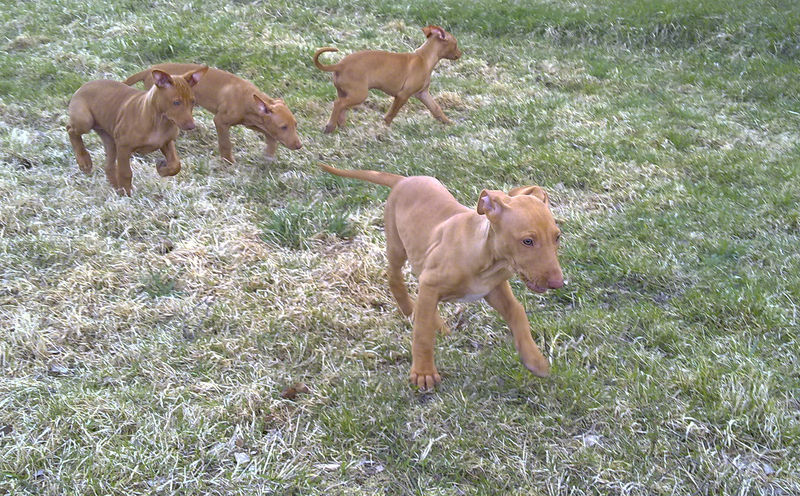 Soubor:Pharaoh Hound cubs.jpg