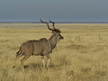 Tragelaphus strepsiceros (male).jpg