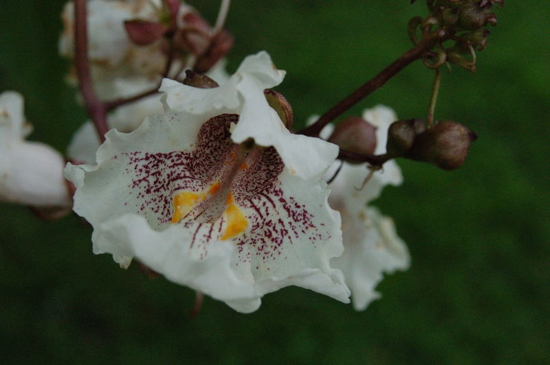 Soubor:Catalpa bignonioides.JPG