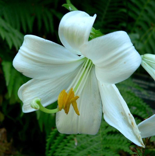 Soubor:Lilium candidum 2.jpg