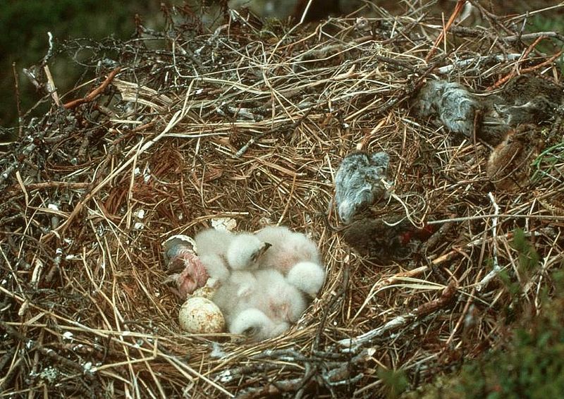 Soubor:Raufußbussard-Küken.jpg