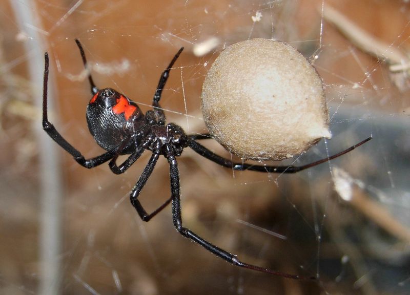 Soubor:Black Widow Spider 07-04-20.jpg