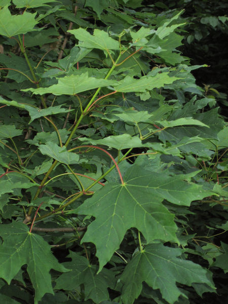 Soubor:Acer saccharum foliage.jpg