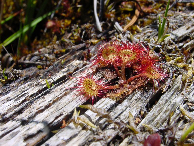 Soubor:Drosera rotundifolia ne3.jpg