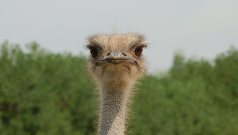 Soubor:Ostrich2.JPG