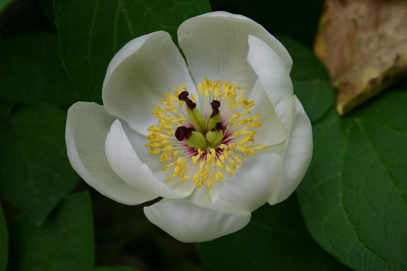 Soubor:Paeonia japonica 001.JPG