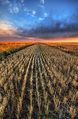 Cutting the Wheat Flickr.jpg