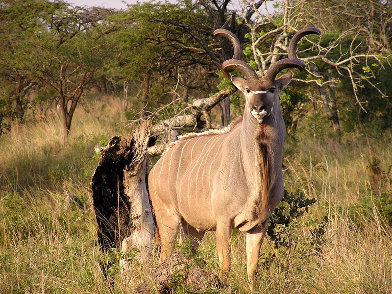 Soubor:Kudu1.jpg